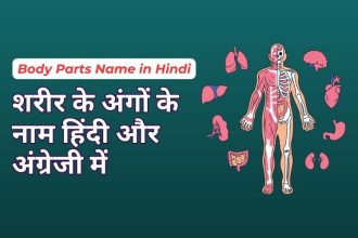 Body Parts Name in Hindi and English