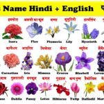 Flower Names in Hindi and English