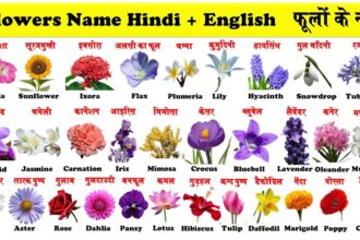 Flower Names in Hindi and English