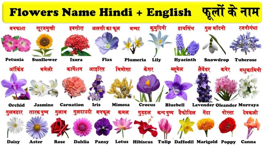 Flower Names in Hindi and English