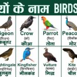 birds name in english and hindi