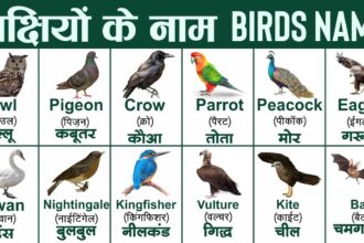 birds name in english and hindi