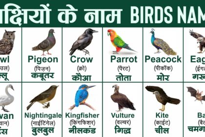 birds name in english and hindi