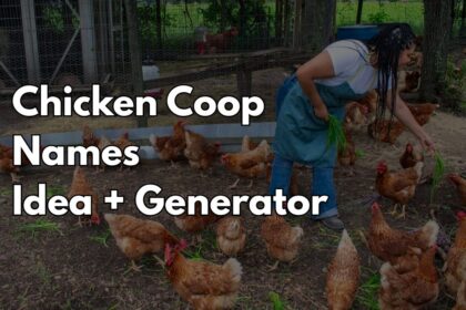 Chicken Coop Names Idea for Every Coop