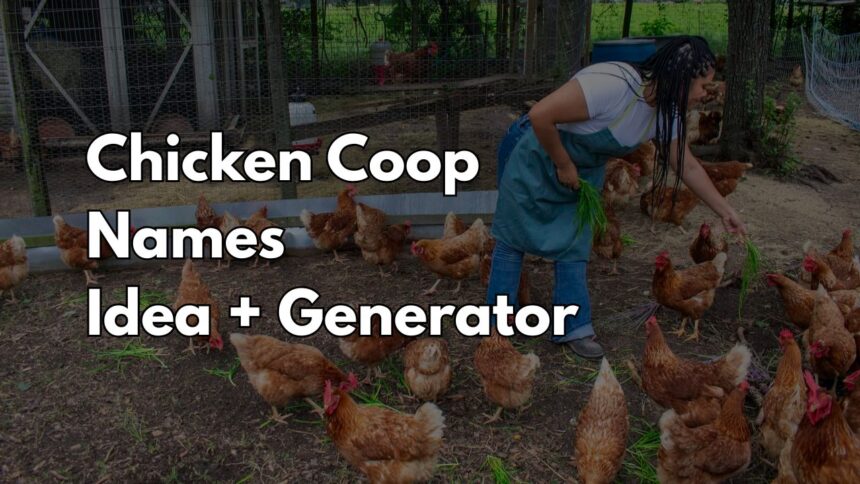 Chicken Coop Names Idea for Every Coop